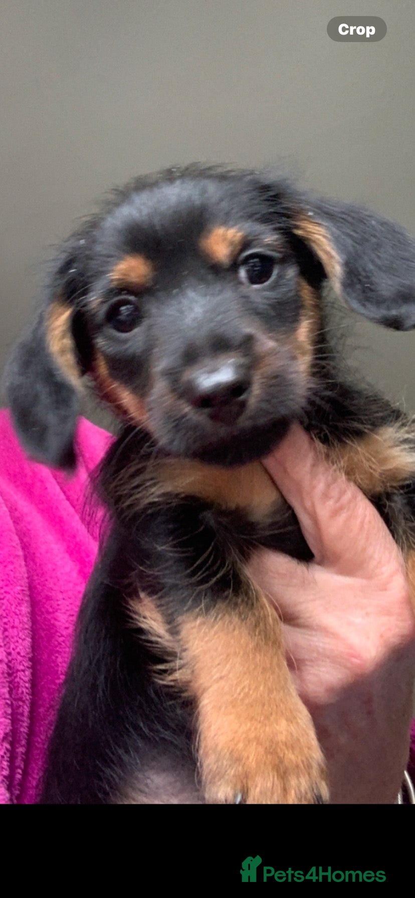 Mixed Breed dogs Yorkshire terrier x LAST BOY  - Advert 6
