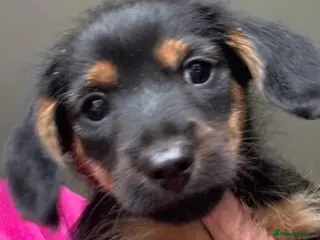 Mixed Breed dogs Yorkshire terrier x LAST BOY - Advert 6