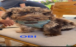 Cockapoo dogs for stud: cockapoo for stud merle DNA health tested, proven  in Bristol - Image 15
