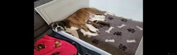 Boxer dogs for sale: Boxer puppies - Advert 5