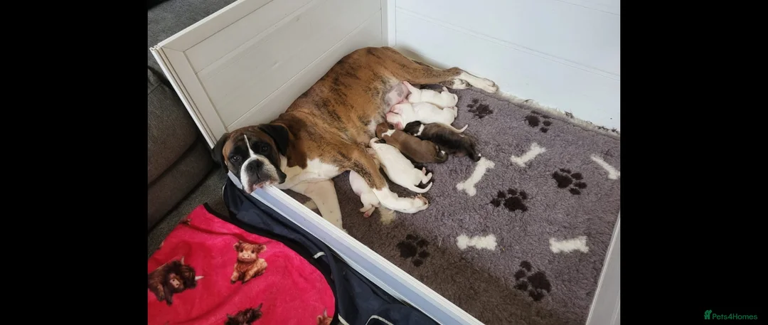 Boxer dogs for sale: Boxer puppies - Advert 5