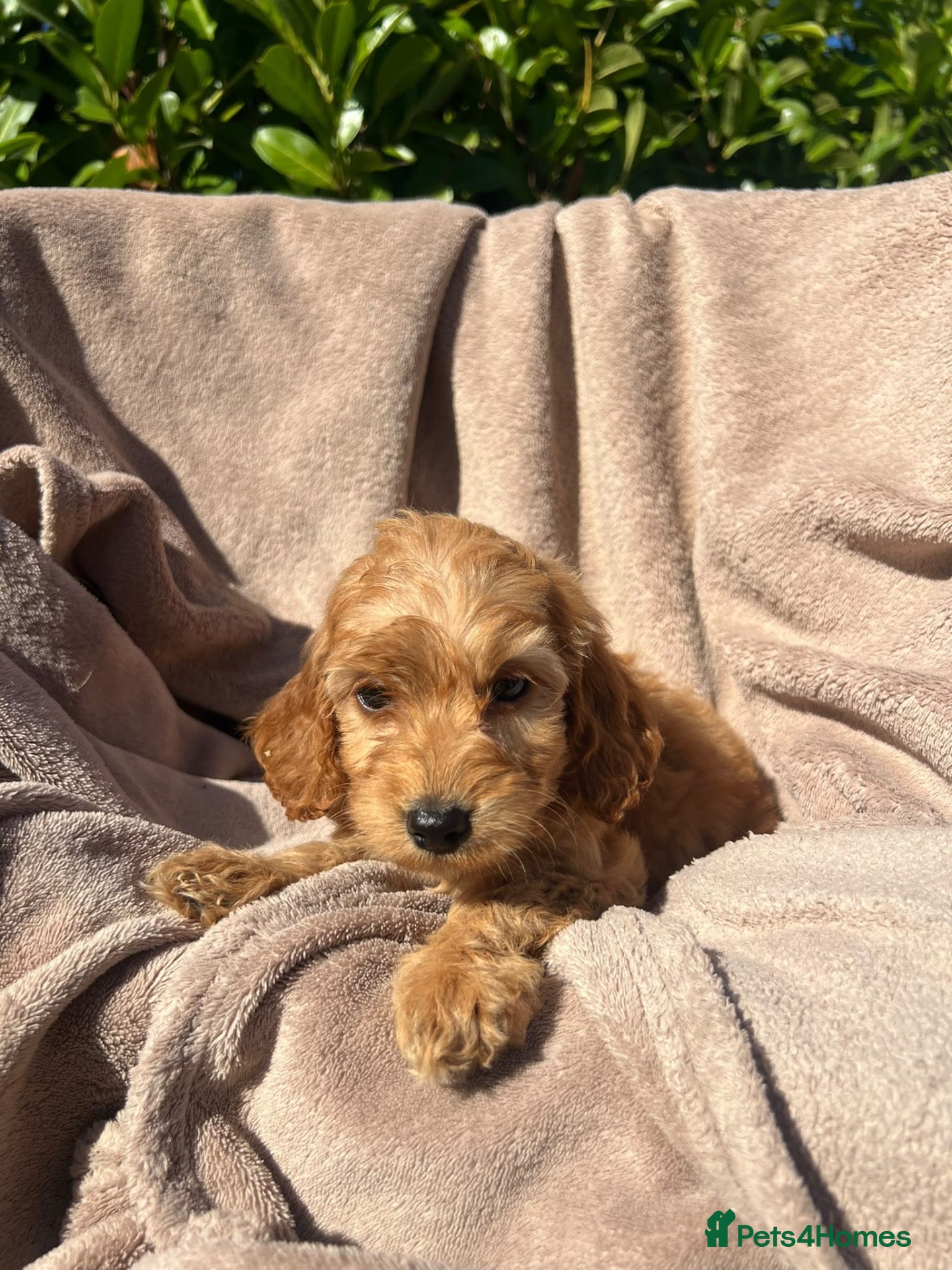 Cockapoo dogs Cockerpoo - Advert 1
