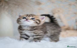 British Shorthair cats for sale: Beautiful golden spotted British shorthair kittens - Image 4