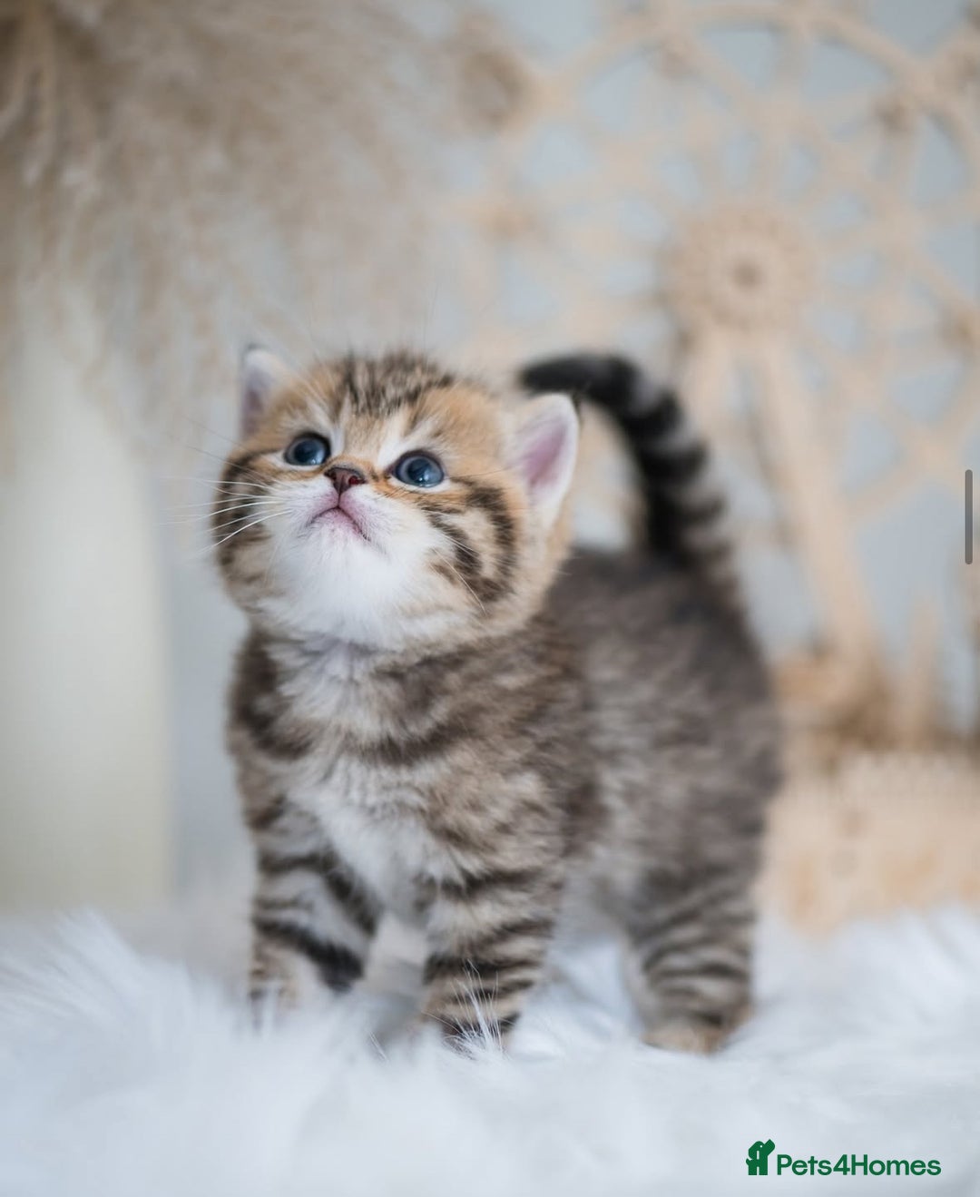 British Shorthair cats for sale: Beautiful golden spotted British shorthair kittens - Image 4