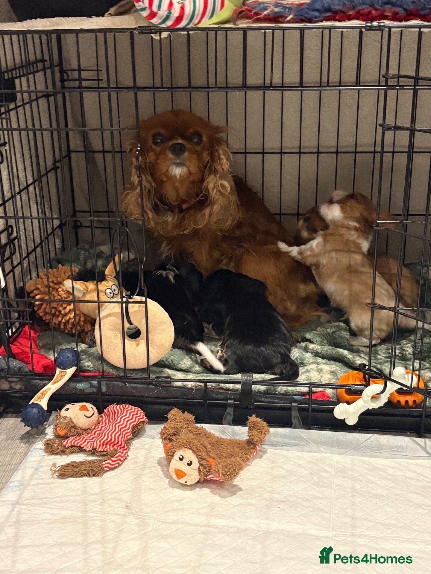 Cavalier King Charles Spaniel dogs Fully health tested cavalier King Charles puppys - Advert 2