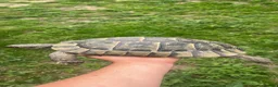 Tortoise reptiles for sale: Uk Bred Spur thighed tortoises  - Advert 5