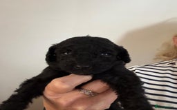 Standard Poodle dogs for sale: Beautiful pure bred Standard Poodle Puppies.  - Image 6