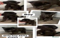 Huskita dogs for sale: Akita puppies  - Image 4