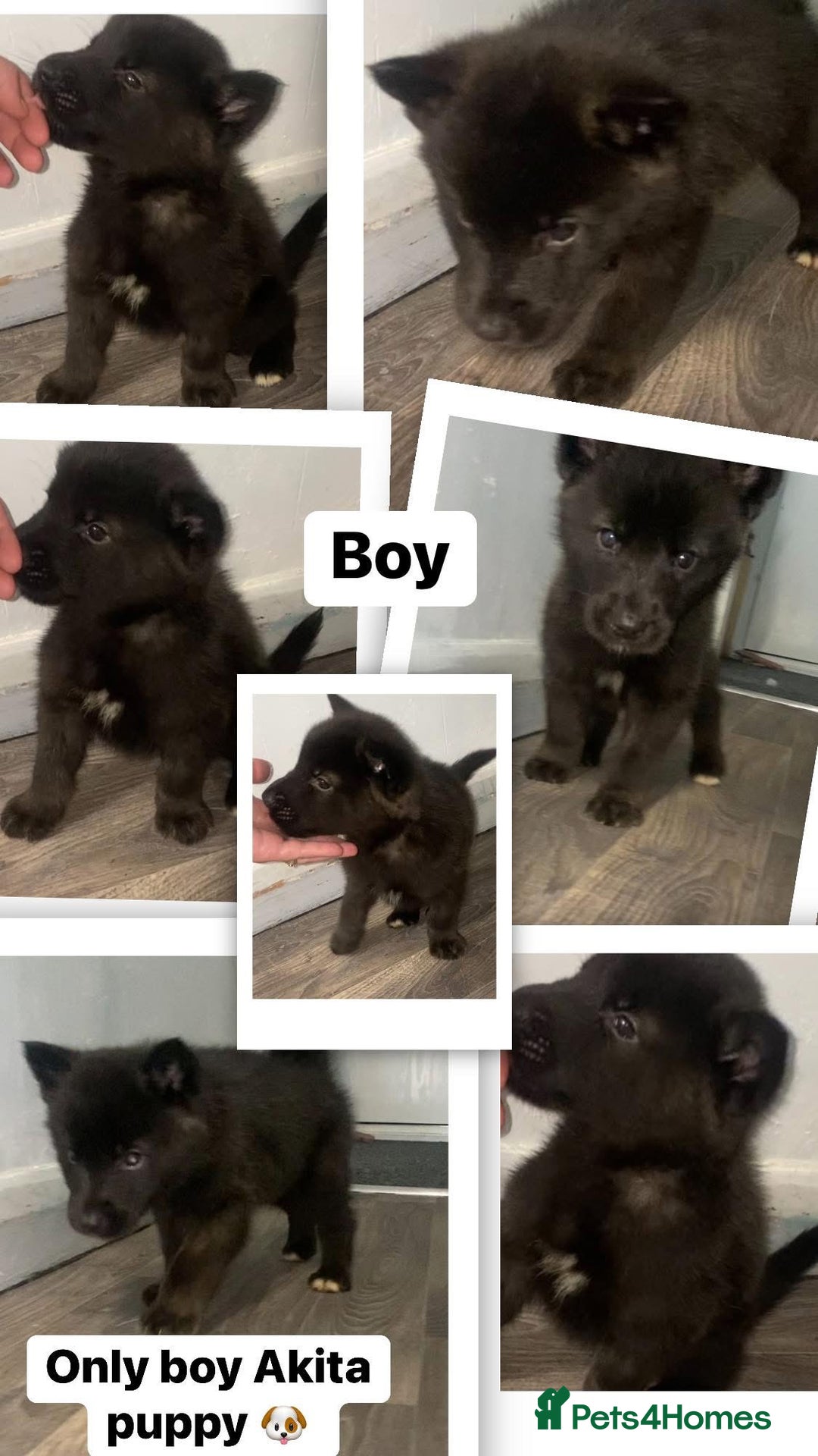 Huskita dogs for sale: Akita puppies  - Image 4