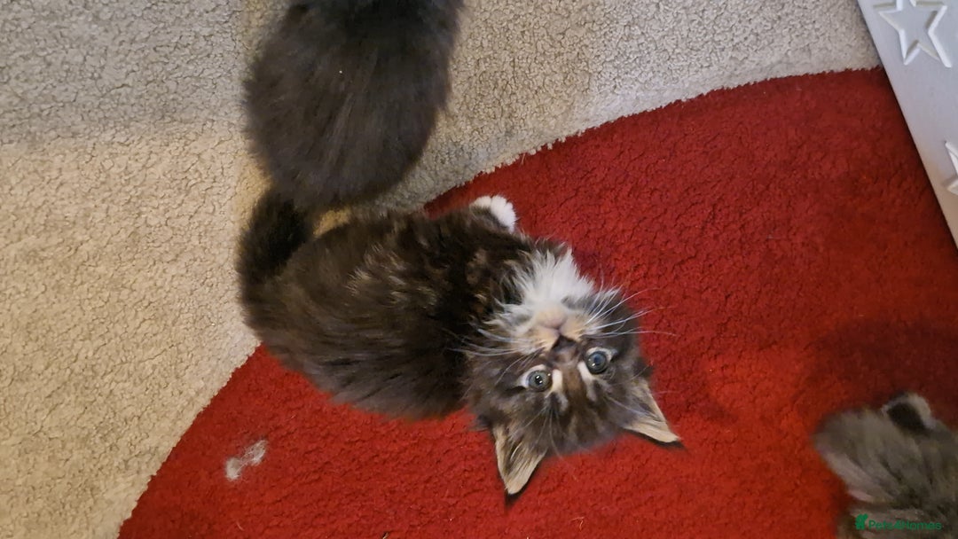 Maine Coon cats for sale: Last girl Tica Beautiful Maine Coon kittens  - Image 25