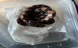 Boa Snake reptiles for sale: Brazilian rainbow boa babies  - Image 10