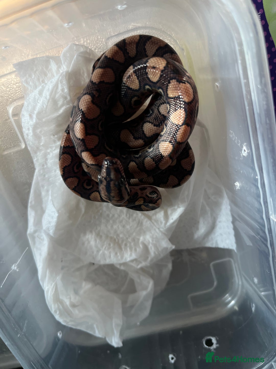 Boa Snake reptiles for sale: Brazilian rainbow boa babies  - Image 10
