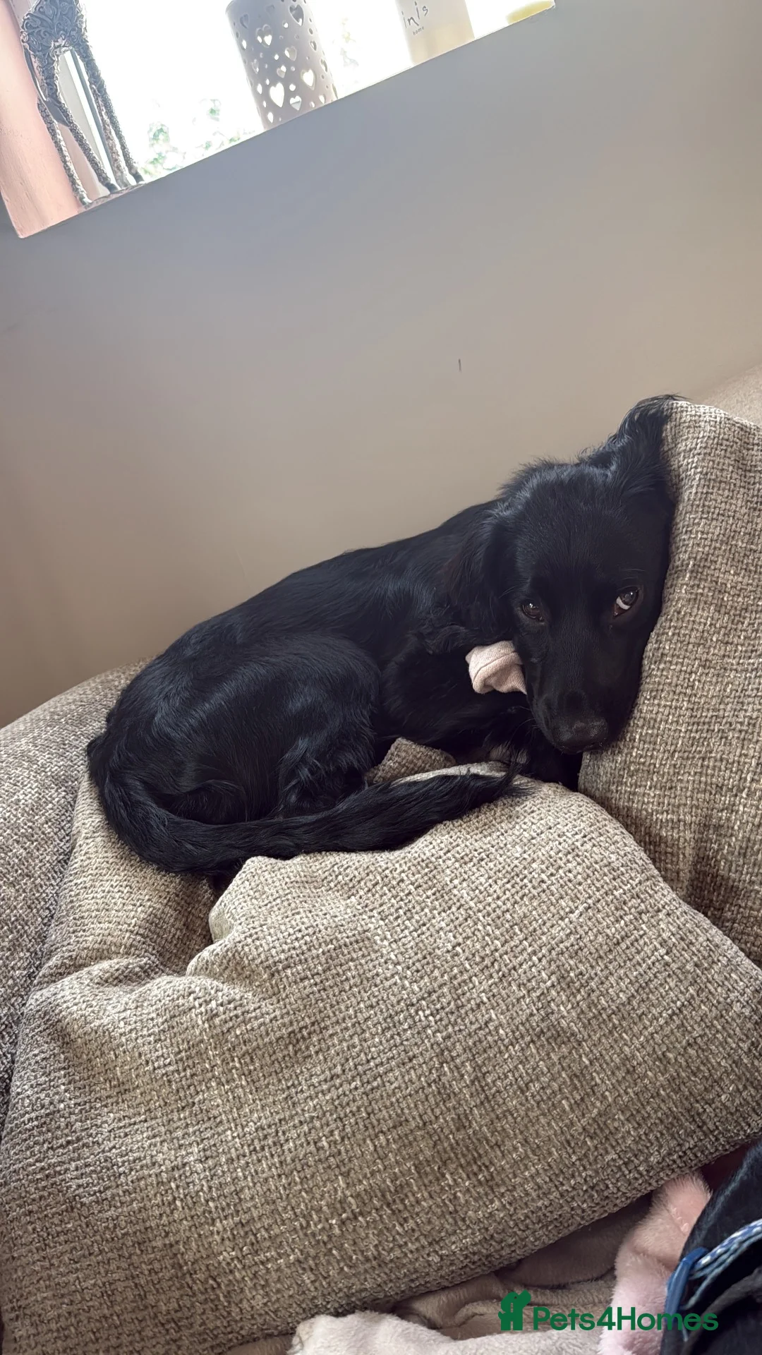 Cocker Spaniel dogs for sale: Black Working Cocker Spaniel  - Advert 3