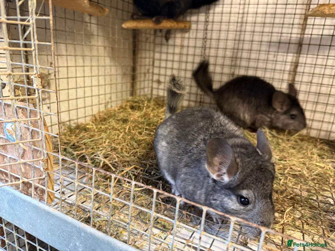 Chinchilla rodents for sale: Males and female chinchillas.  - Advert 24