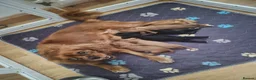 Cavalier King Charles Spaniel dogs for sale: 5 cavalier King Charles spaniels  in Welwyn Garden City - Advert 2