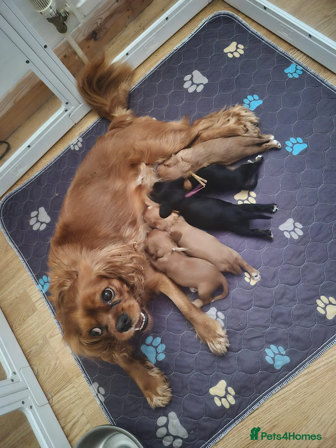 Cavalier King Charles Spaniel dogs for sale: 5 cavalier King Charles spaniels  in Welwyn Garden City - Advert 2