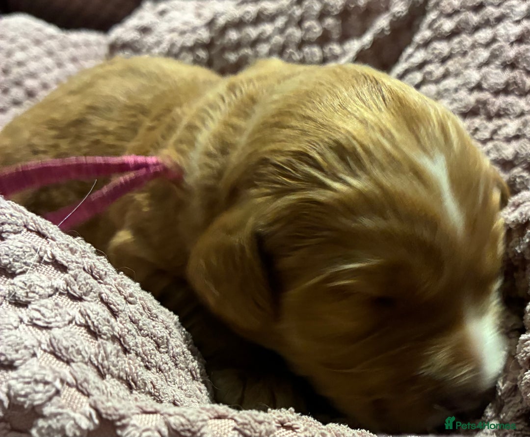 Australian Labradoodle dogs for sale: Australian Labradoodle, exceptional homes only - Advert 22