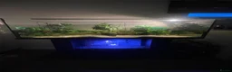 Turtle reptiles for sale: Musk Turtle - Advert 4