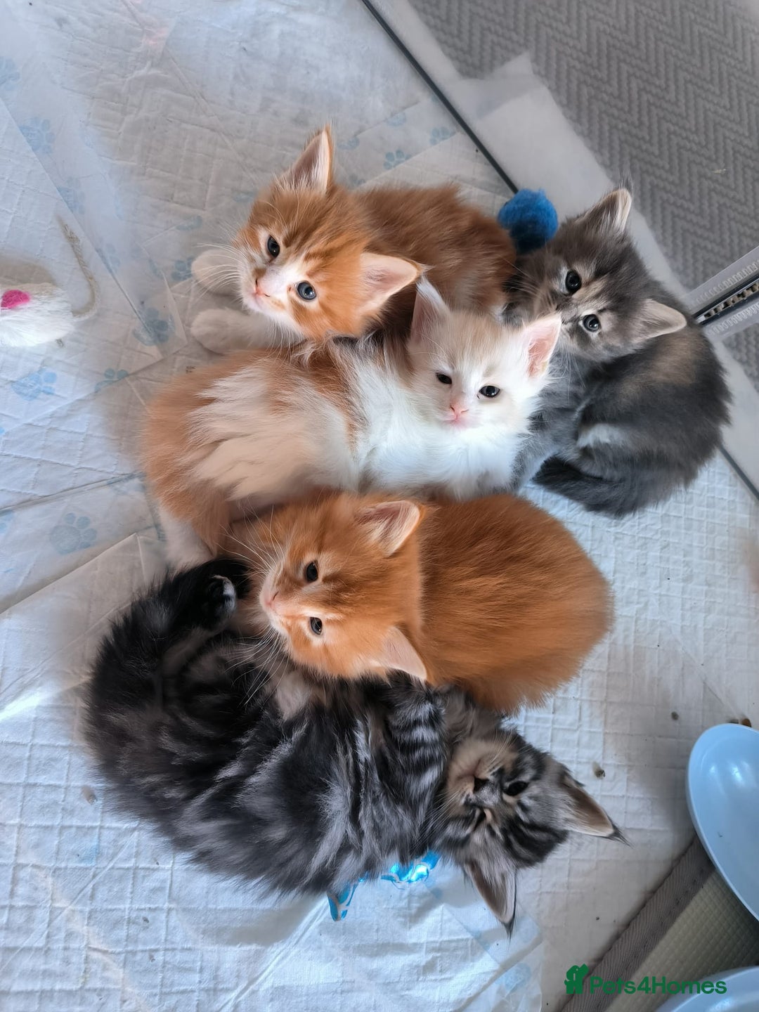 Maine Coon cats for sale: Maine coon mix kittens  - Advert 8