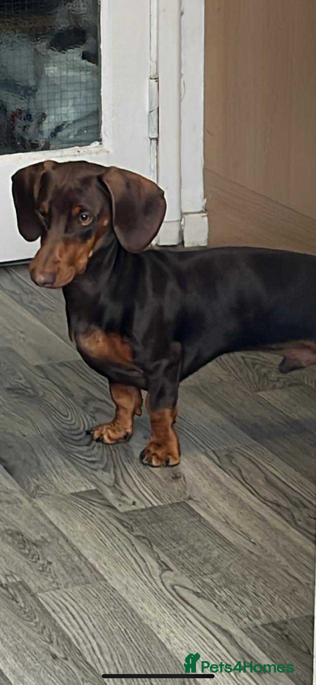 Miniature Dachshund dogs for stud: My Beautiful Bear up for stud! - Image 2