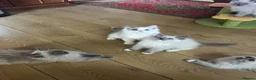 Ragdoll cats for sale: ❤️ Gorgeous ragdoll kittens ready now  ❤️ - Advert 19