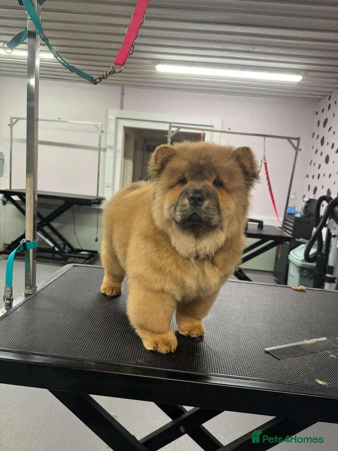Chow Chow dogs for sale: Beautiful chow chow puppies  - Advert 8