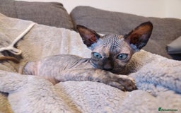 Sphynx cats for sale: Sphinx - Image 3