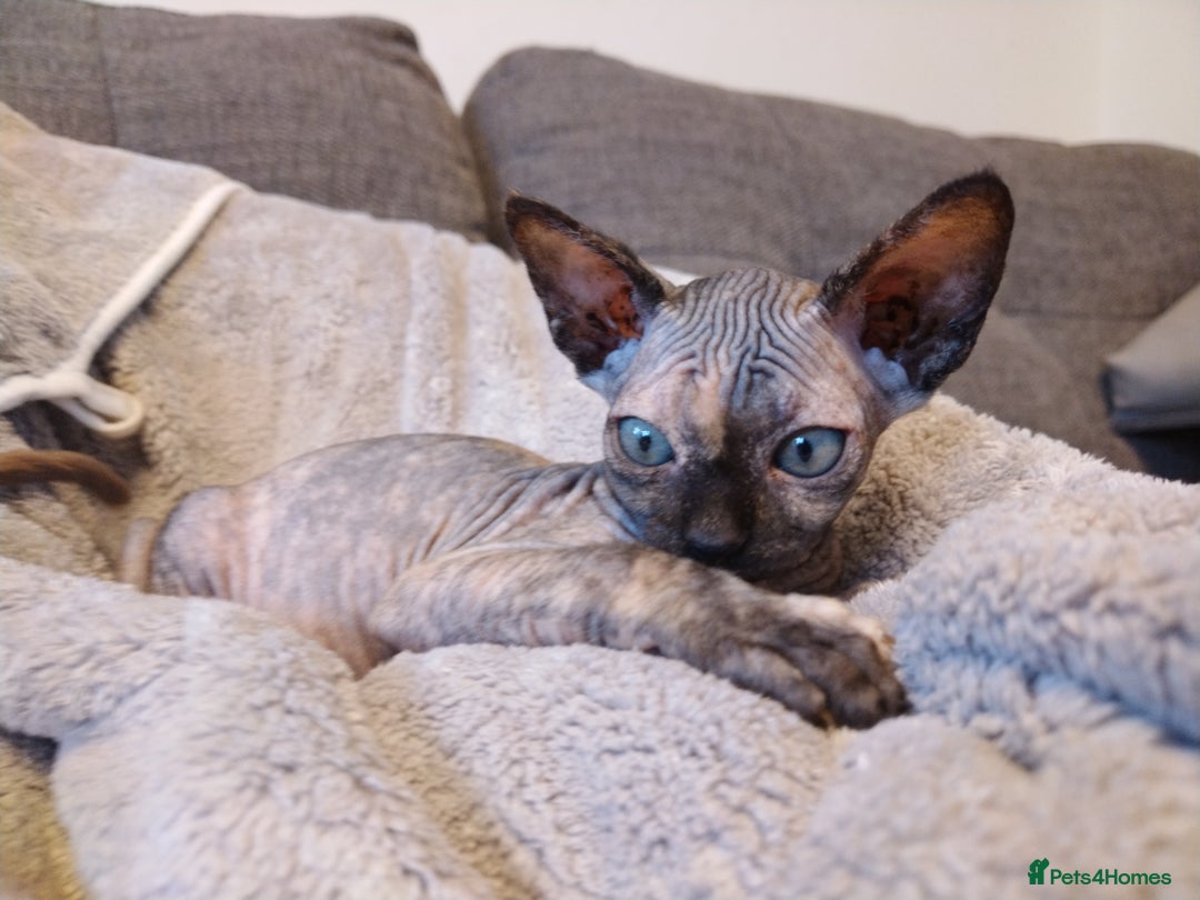 Sphynx cats for sale: Sphinx - Image 3