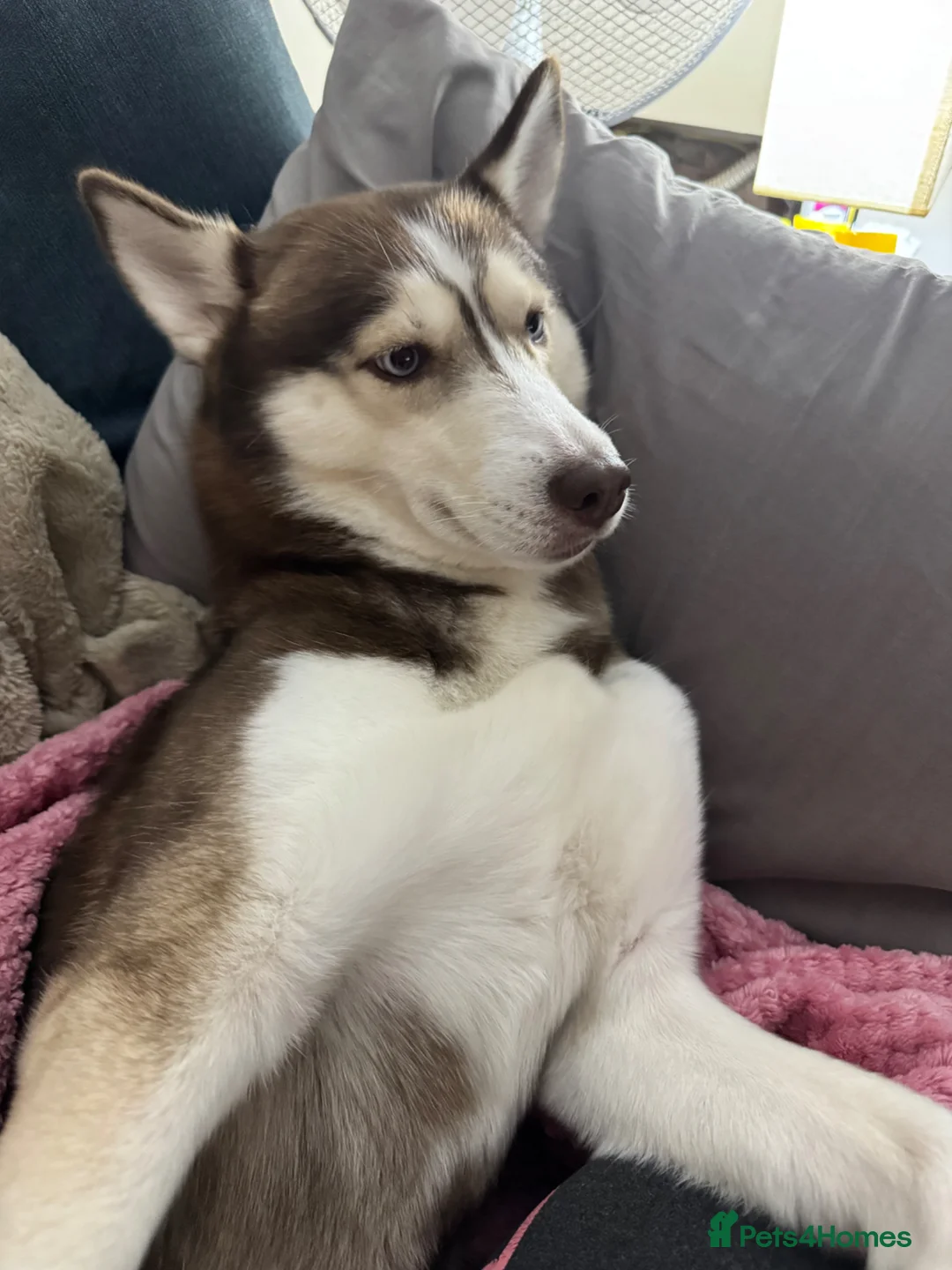 Mixed Breed dogs for sale: Siberian husky looking for forever home - Advert 2