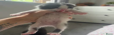 Mixed Breed Kitten 3