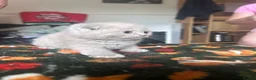 Scottish Fold cats for sale: Scottish fold kittens - Advert 21