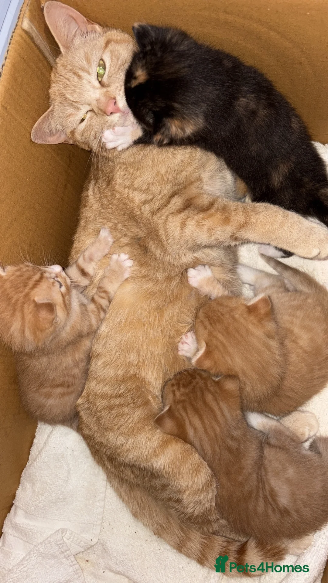 Mixed Breed cats for sale: Ginger & Calico Kittens  - Advert 2
