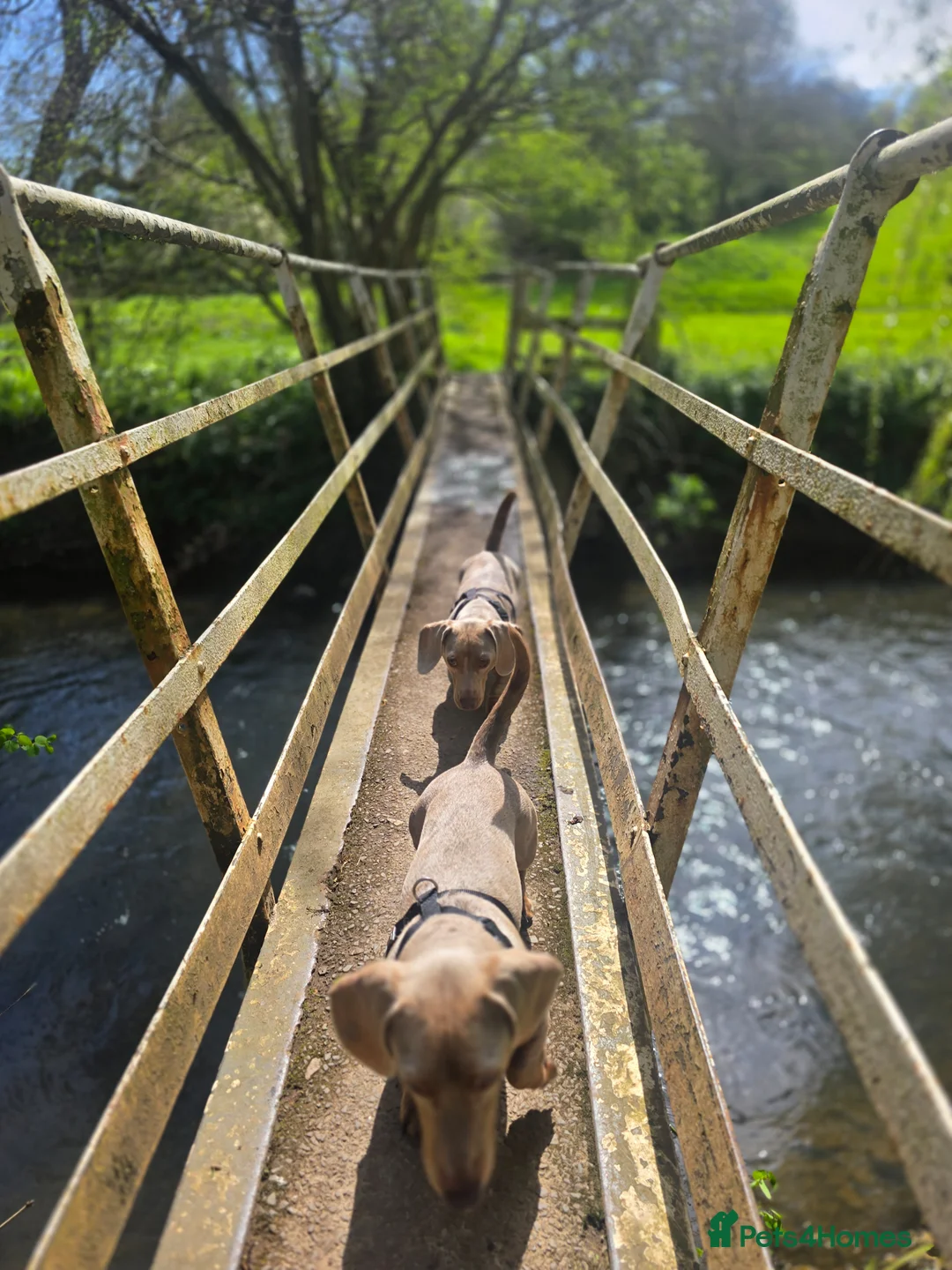 Dachshund dogs for stud: Dachshund Brother for Stud in Shrewsbury - Advert 12