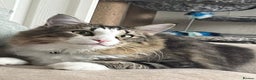 Norwegian Forest Cat cats for sale: Beautiful boy for loving home - Advert 2