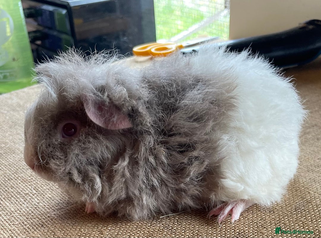 Guinea Pig rodents for sale: Older boar’s and baby Alpaca Texel and merino  - Image 12