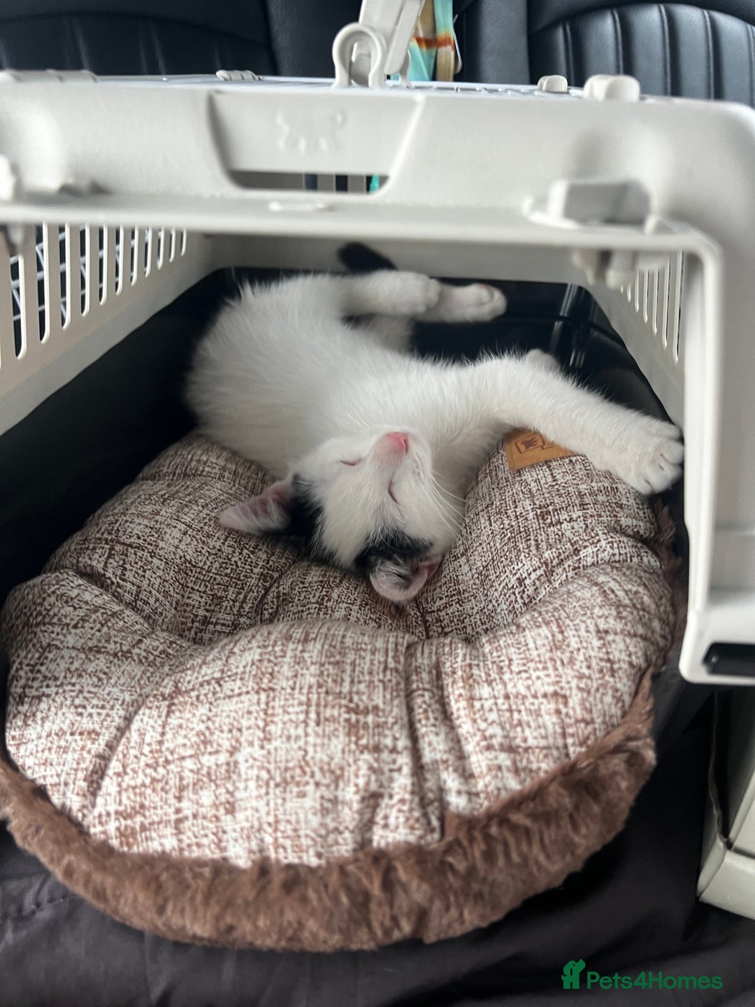 Mixed Breed cats for sale: Loving home only for a tiny happy boy - Image 3