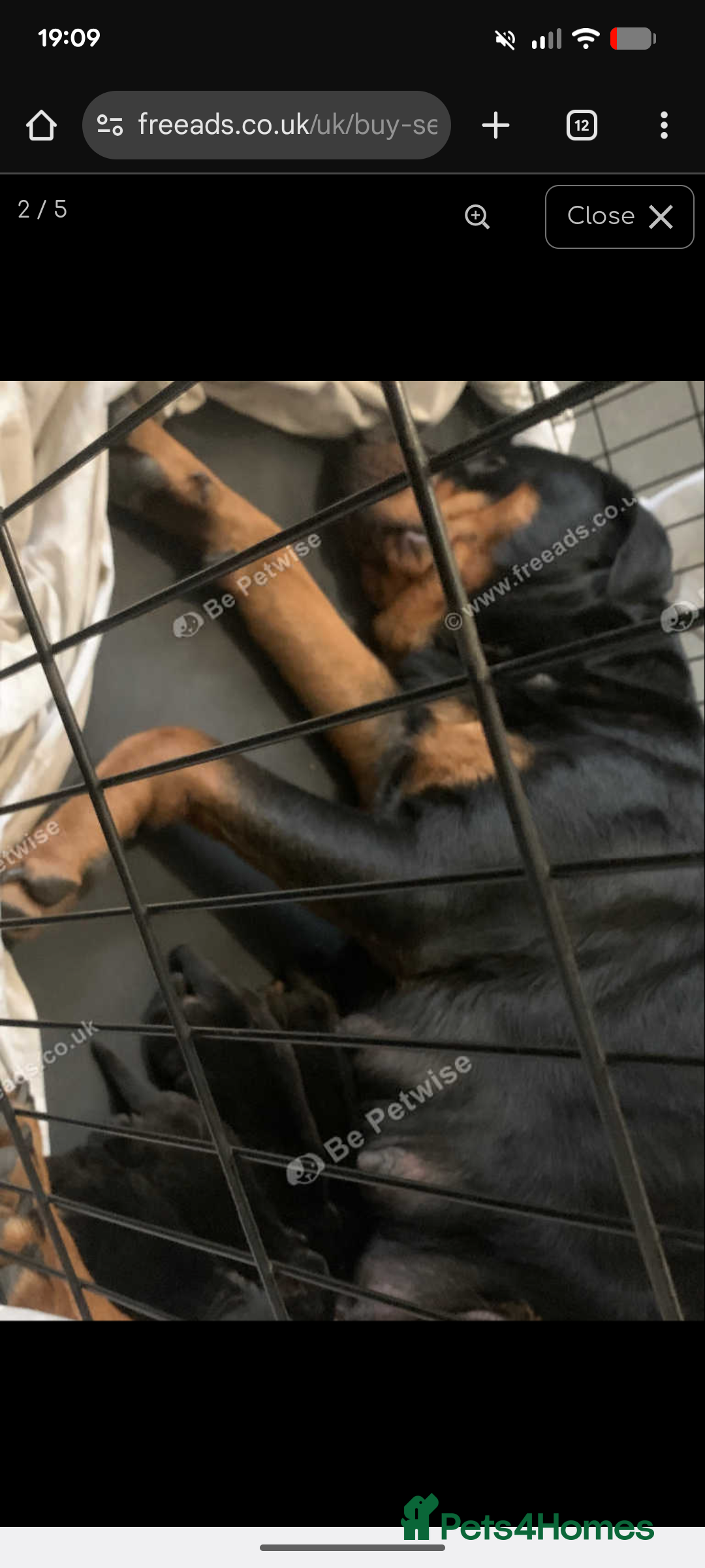 Rottweiler dogs for sale: 8 weeks old rottweiler ready to leave now last 1 - Advert 6