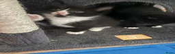 Domestic Shorthair cats for sale: 4 stunning babies  - Advert 18