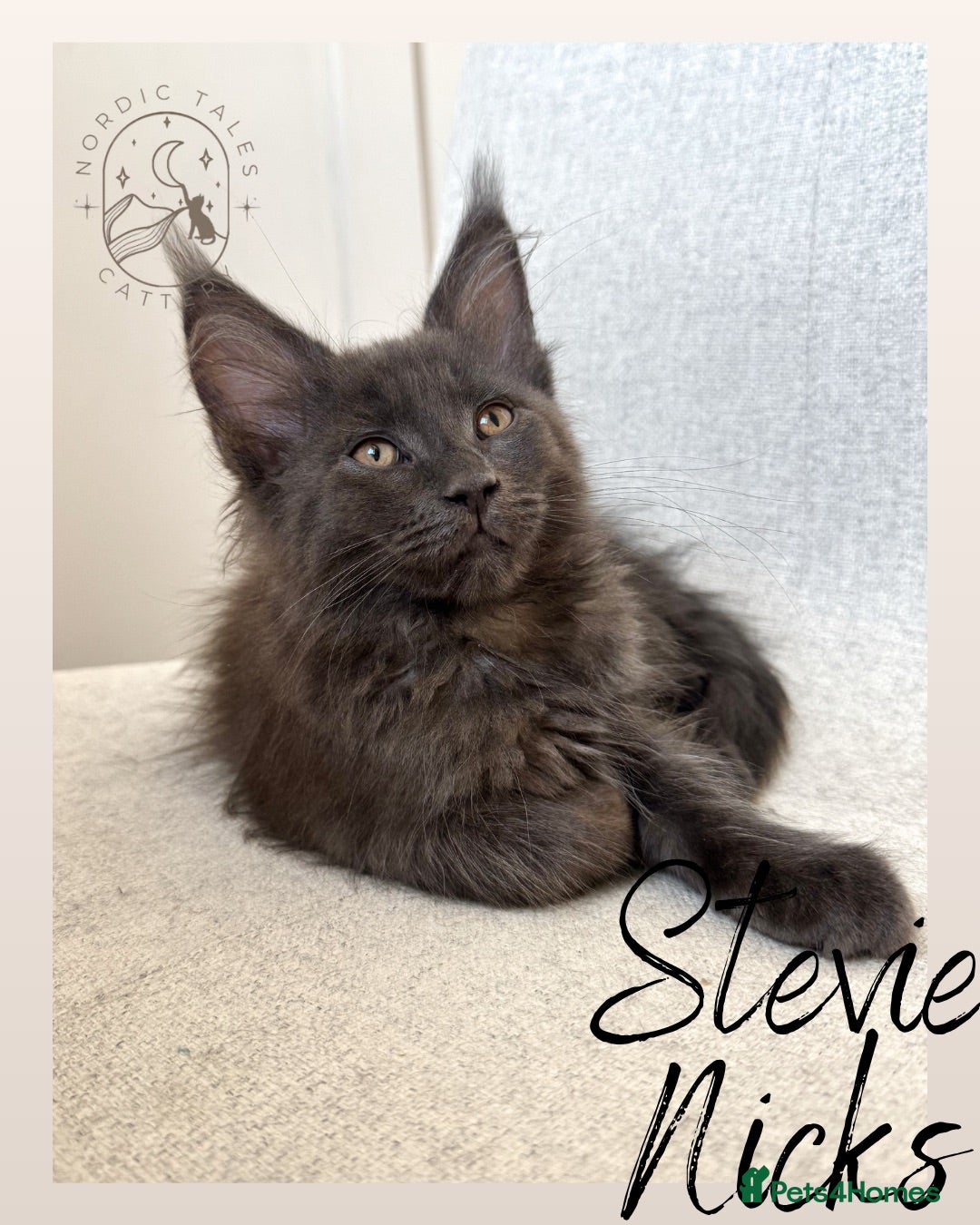 Maine Coon cats Stunning TICA Solid Blue & Smoke Pedigree Kittens  - Advert 2