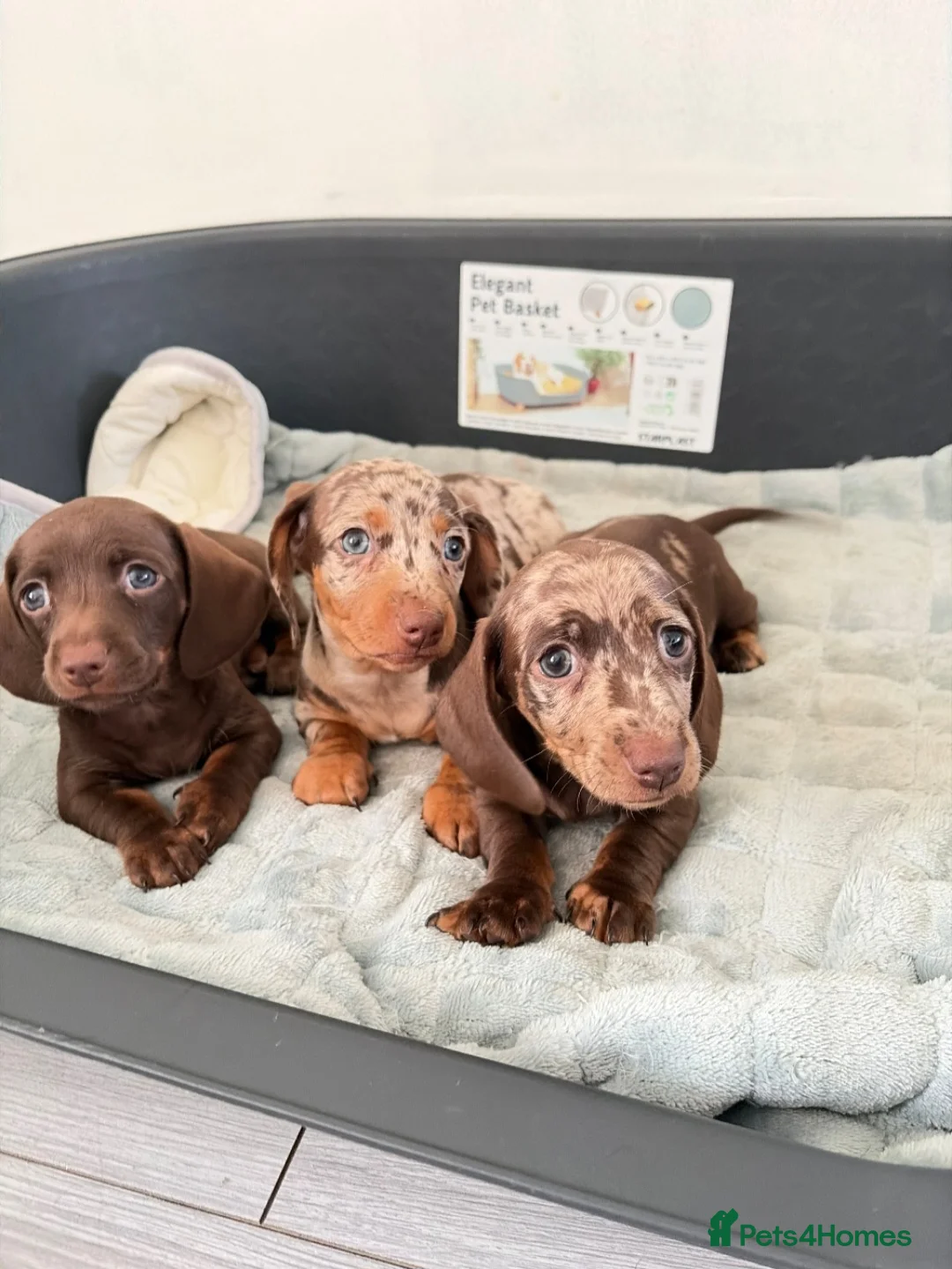 Dachshund dogs for sale: 3 Dachshund girls in Nelson - Advert 2