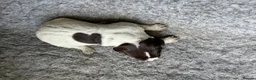 German Wirehaired Pointer dogs for sale: BEAUTIFUL HEALTHY KC REGISTERED GWP PUPS - Advert 4