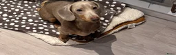 Miniature Dachshund dogs for sale: 1-Year-Old Dachshund Puppy 🐾 - Advert 5