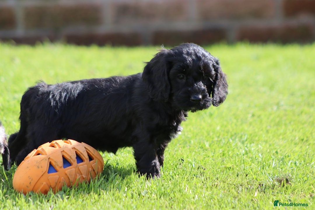 Cockapoo dogs for sale: F1 Cockapoo puppies for sale  - Image 9