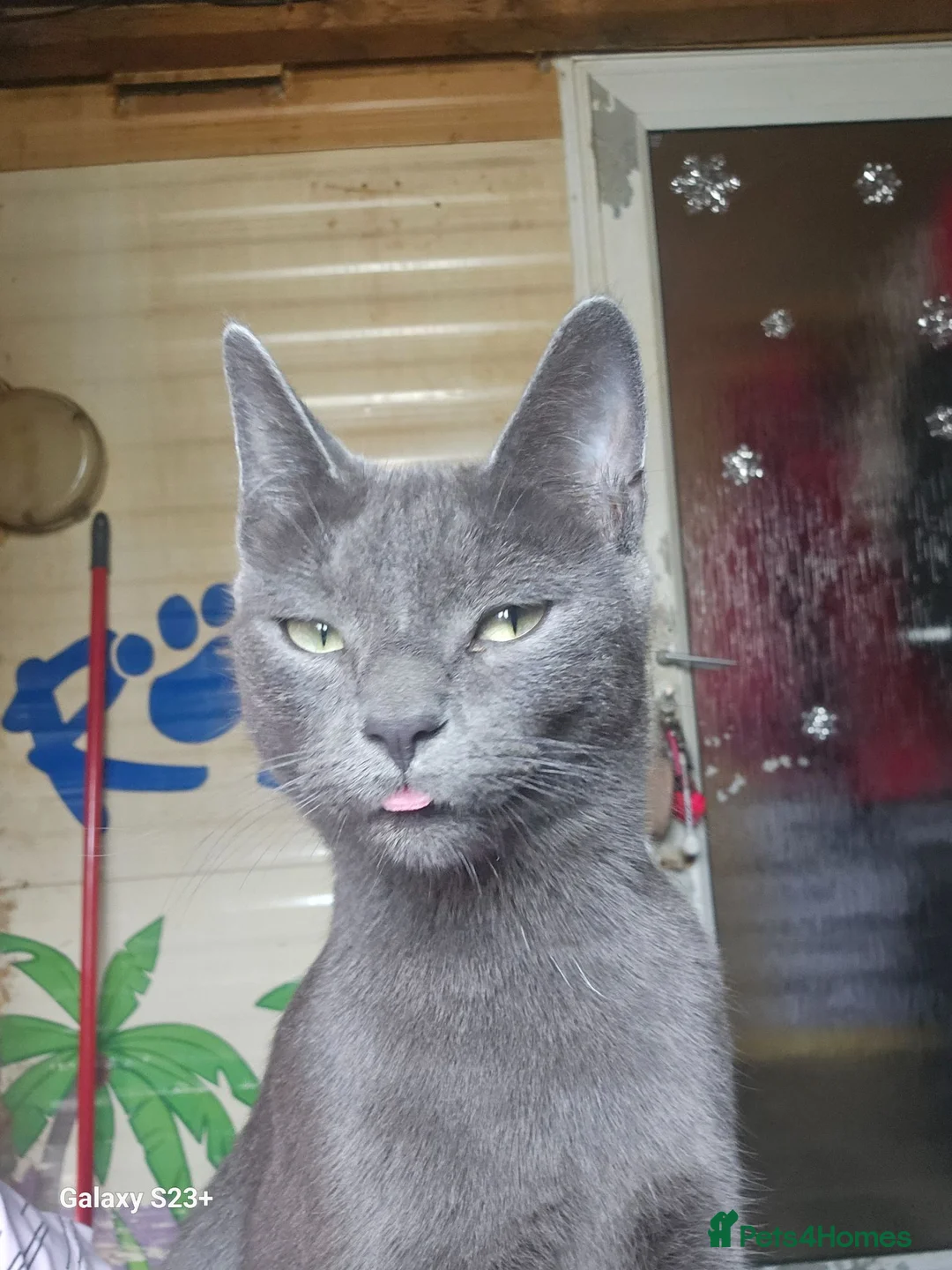 Mixed Breed cats for sale: 5 kittens ready to go to a loving home  in Hayle - Advert 1