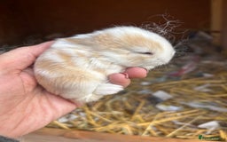 Netherland Dwarf rabbits for sale: Beautiful Mini lop and Netherland dwarf bunnies  - Advert 4