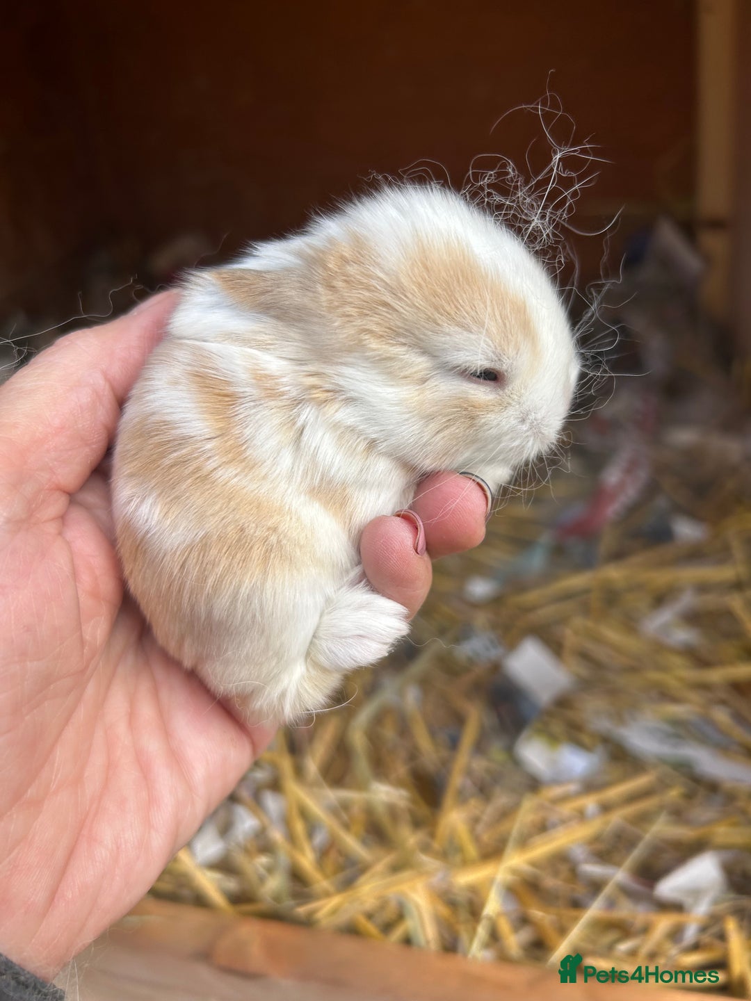 Netherland Dwarf rabbits for sale: Beautiful Mini lop and Netherland dwarf bunnies  - Advert 4