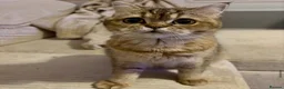 British Shorthair cats for sale: Cute Golden Shaded Female British Shorthair - Advert 11