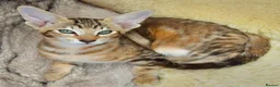 Siamese cats for sale: Stunning GCCF Siamese & Oriental Kittens - Advert 32