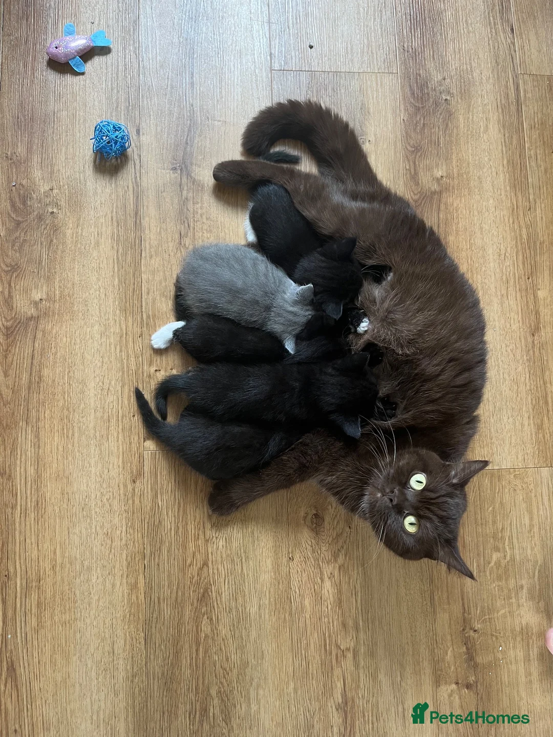 Mixed Breed cats for sale: Half British Shorthair Kittens - Advert 2