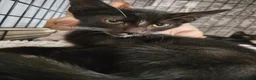 Mixed Breed cats for sale: Sphynx Lykoi kittens  - Advert 8